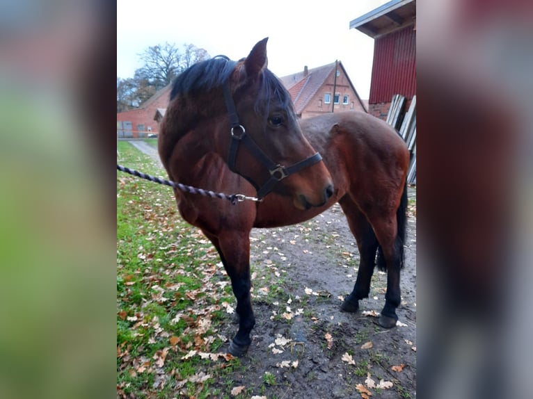 Deutsches Reitpony Stute 14 Jahre 142 cm Brauner in Warmsen