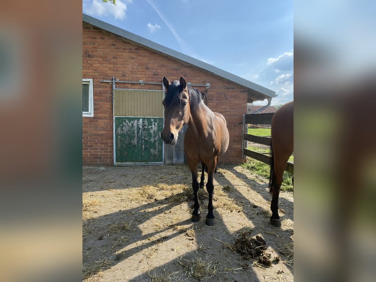 Deutsches Reitpony Stute 14 Jahre 142 cm Brauner in Warmsen