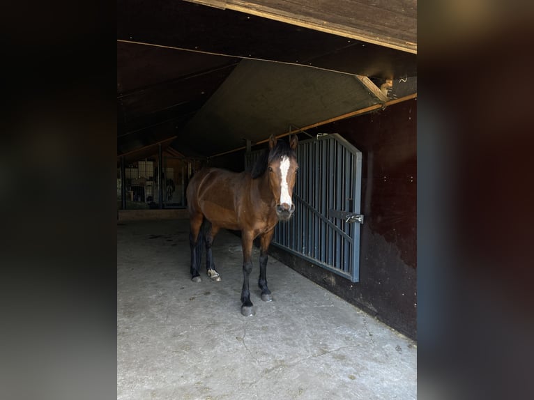 Deutsches Reitpony Mix Stute 14 Jahre 142 cm Dunkelbrauner in Steinfurt