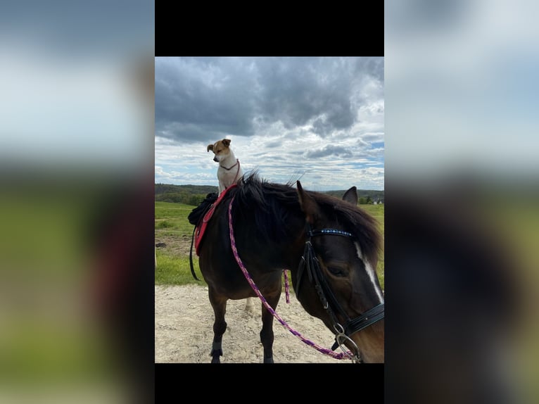 Deutsches Reitpony Mix Stute 14 Jahre 142 cm Dunkelbrauner in Lindlar