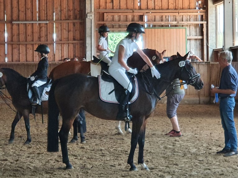 Deutsches Reitpony Stute 14 Jahre 142 cm Dunkelbrauner in Bad Driburg