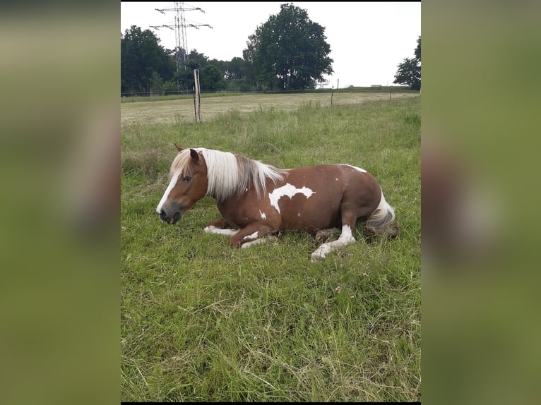 Deutsches Reitpony Mix Stute 14 Jahre 142 cm Schecke in Buchholz in der Nordheide