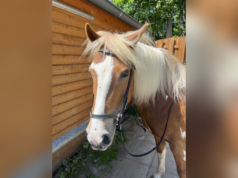 Deutsches Reitpony Mix Stute 14 Jahre 142 cm Schecke in Buchholz in der Nordheide