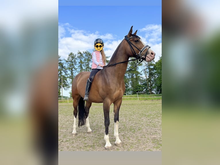 Deutsches Reitpony Stute 14 Jahre 142 cm Schwarzbrauner in Kleve