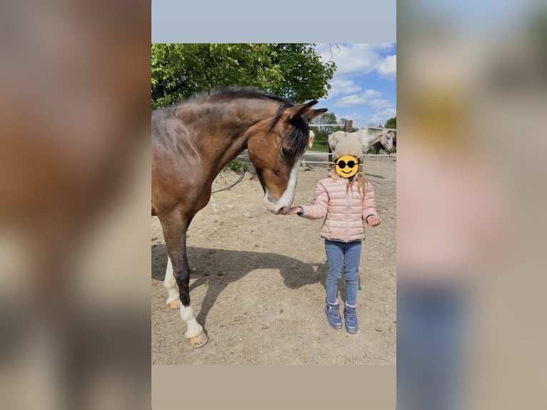 Deutsches Reitpony Stute 14 Jahre 142 cm Schwarzbrauner in Kleve