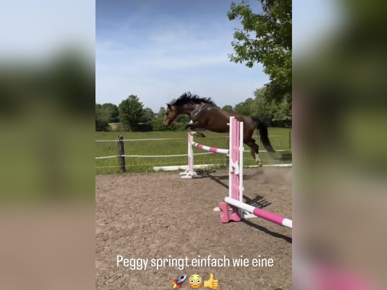 Deutsches Reitpony Stute 14 Jahre 142 cm Schwarzbrauner in Kleve