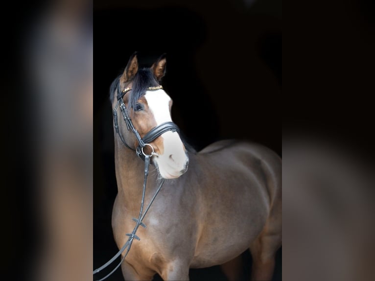 Deutsches Reitpony Stute 14 Jahre 142 cm Schwarzbrauner in Kleve