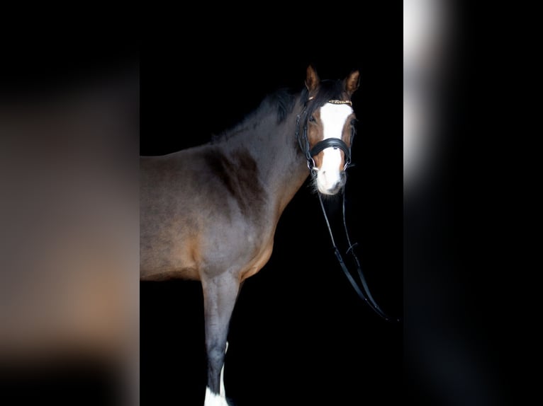 Deutsches Reitpony Stute 14 Jahre 142 cm Schwarzbrauner in Kleve
