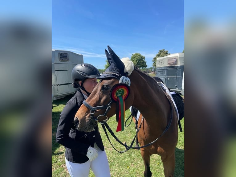 Deutsches Reitpony Stute 14 Jahre 143 cm Brauner in Rheda-Wiedenbrück