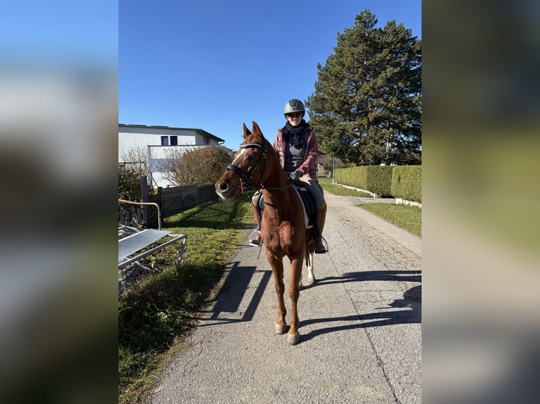 Deutsches Reitpony Stute 14 Jahre 143 cm Fuchs in St. Veit  an der Gölsen