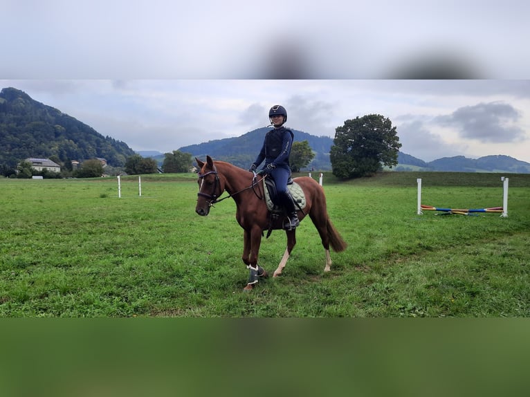 Deutsches Reitpony Stute 14 Jahre 143 cm Fuchs in St. Veit  an der Gölsen