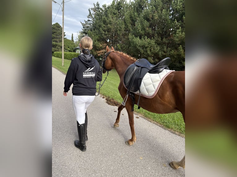 Deutsches Reitpony Stute 14 Jahre 143 cm Fuchs in St. Veit  an der Gölsen