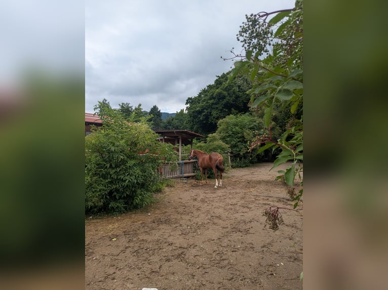 Deutsches Reitpony Stute 14 Jahre 143 cm Fuchs in St. Veit  an der Gölsen