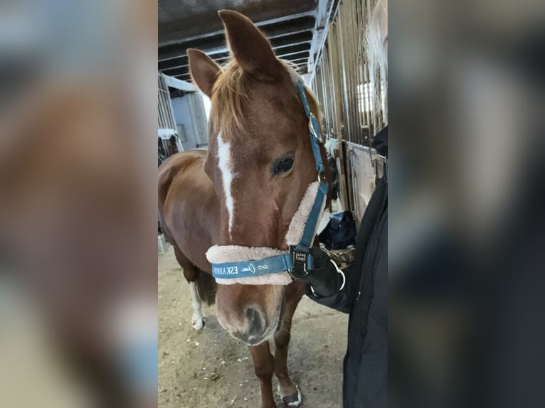 Deutsches Reitpony Stute 14 Jahre 143 cm Fuchs in St. Veit  an der Gölsen