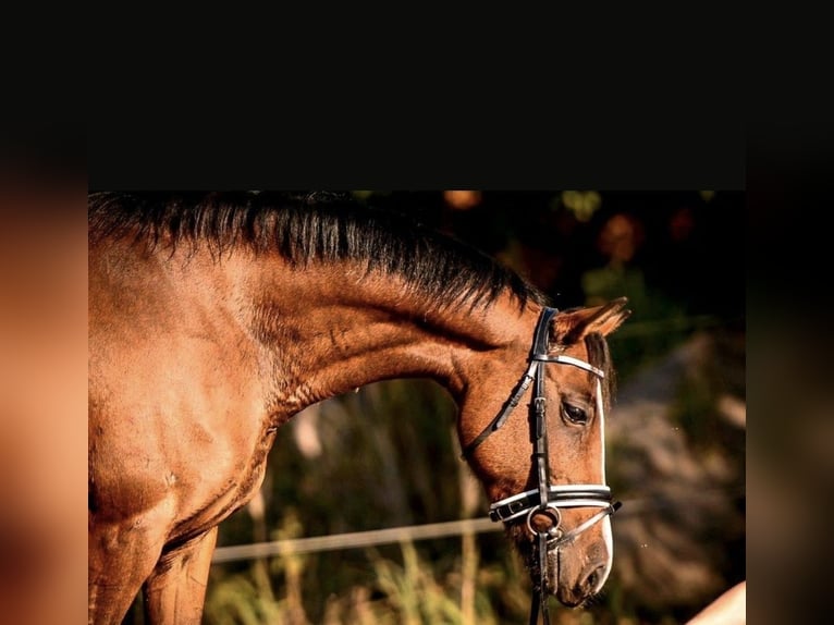 Deutsches Reitpony Stute 14 Jahre 143 cm Rotbrauner in Zossen