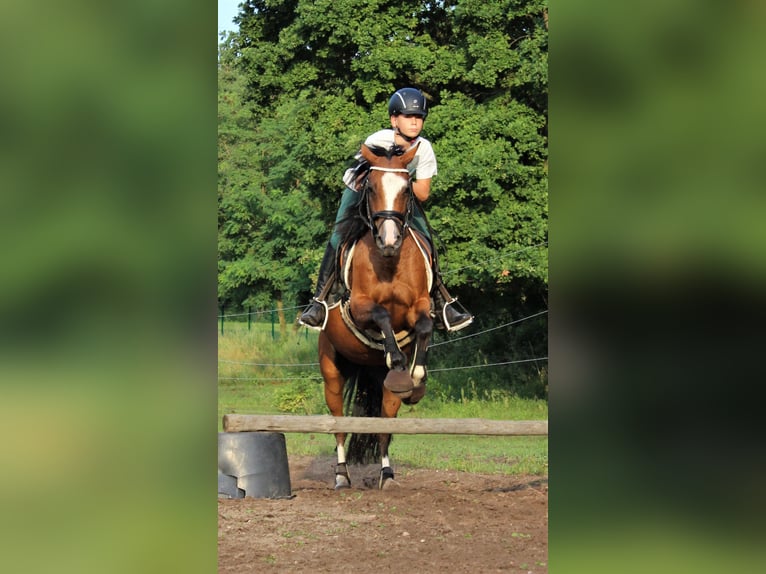 Deutsches Reitpony Stute 14 Jahre 143 cm Rotbrauner in Zossen
