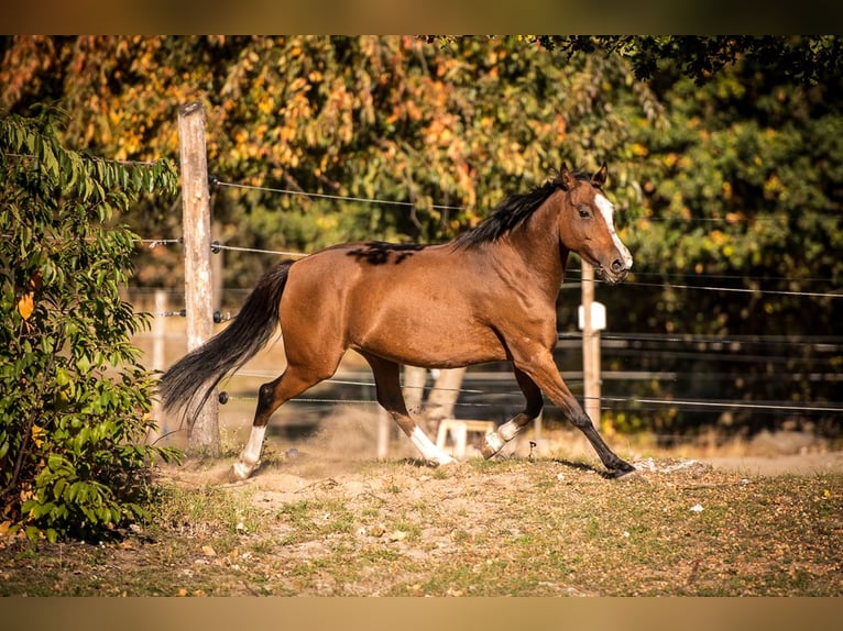Deutsches Reitpony Stute 14 Jahre 143 cm Rotbrauner in Zossen