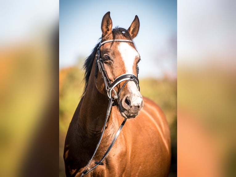 Deutsches Reitpony Stute 14 Jahre 143 cm Rotbrauner in Zossen