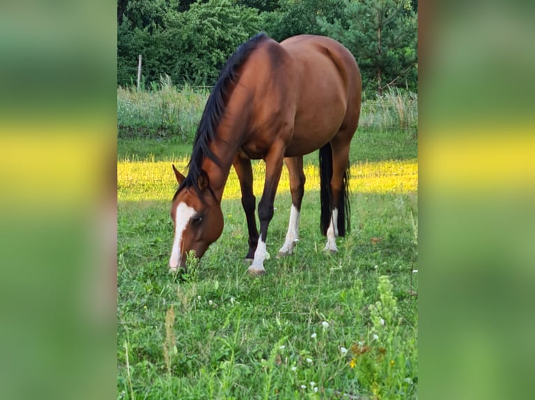 Deutsches Reitpony Stute 14 Jahre 143 cm Rotbrauner in Zossen