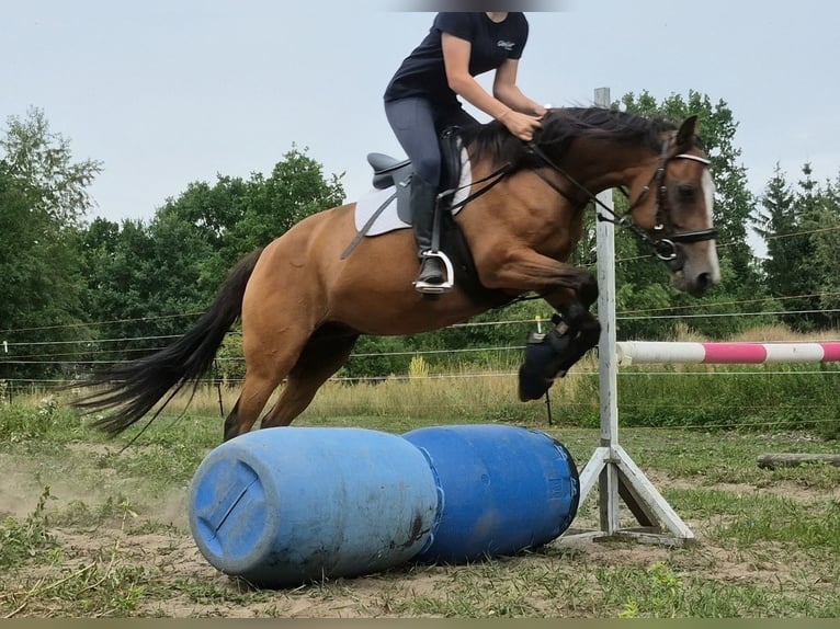 Deutsches Reitpony Stute 14 Jahre 143 cm Rotbrauner in Zossen