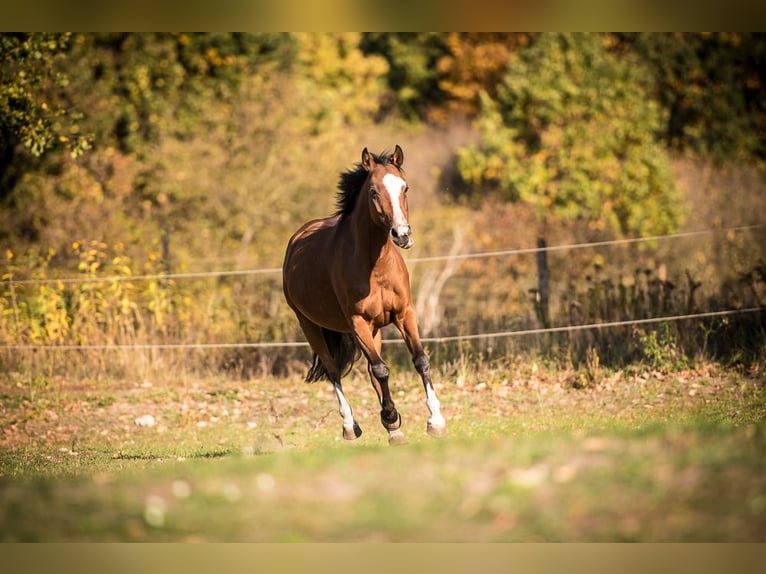 Deutsches Reitpony Stute 14 Jahre 143 cm Rotbrauner in Zossen