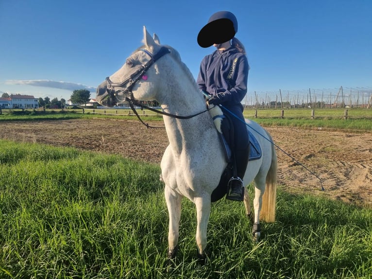 Deutsches Reitpony Stute 14 Jahre 143 cm Schimmel in Geisenfeld