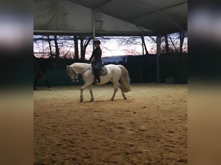 Deutsches Reitpony Stute 14 Jahre 143 cm Schimmel in Geisenfeld