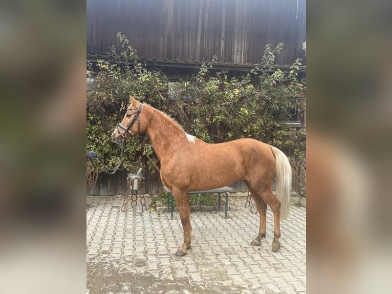 Deutsches Reitpony Stute 14 Jahre 144 cm Palomino in Loiching
