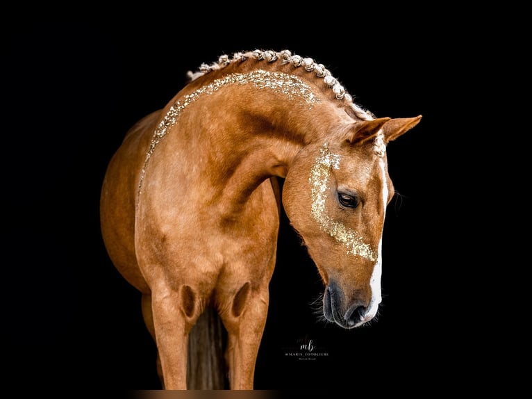 Deutsches Reitpony Stute 14 Jahre 144 cm Palomino in Holdorf