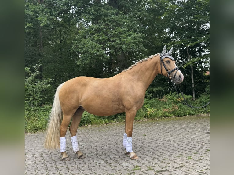 Deutsches Reitpony Stute 14 Jahre 144 cm Palomino in Wittingen - OT Knesebeck