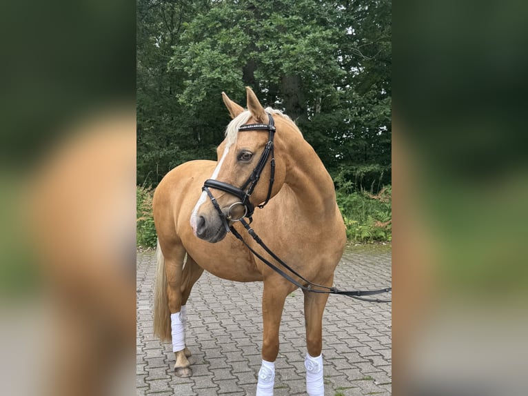 Deutsches Reitpony Stute 14 Jahre 144 cm Palomino in Wittingen - OT Knesebeck