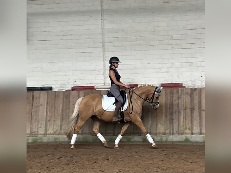 Deutsches Reitpony Stute 14 Jahre 144 cm Palomino in Wittingen - OT Knesebeck