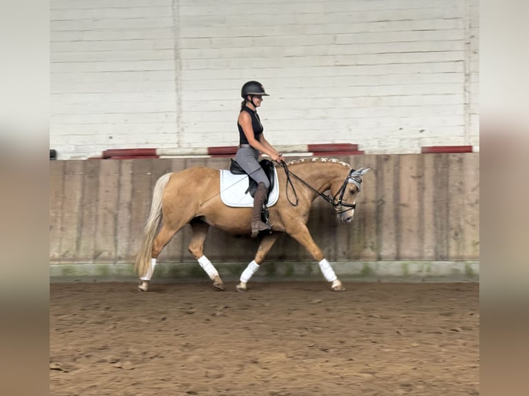 Deutsches Reitpony Stute 14 Jahre 144 cm Palomino in Wittingen - OT Knesebeck