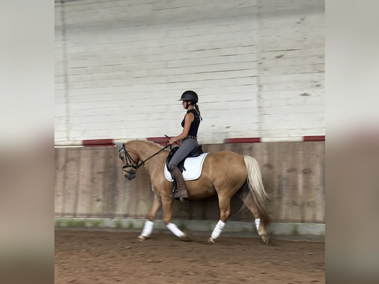 Deutsches Reitpony Stute 14 Jahre 144 cm Palomino in Wittingen - OT Knesebeck