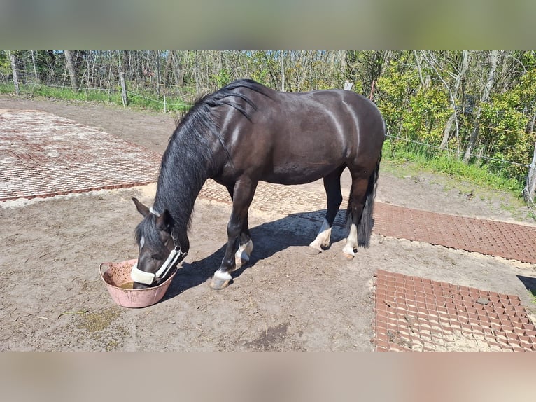 Deutsches Reitpony Stute 14 Jahre 144 cm Rappe in Husum