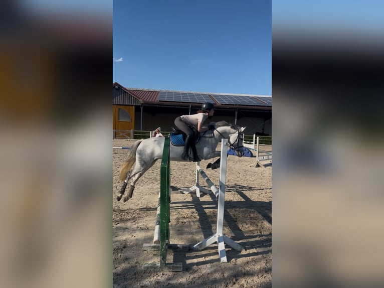 Deutsches Reitpony Stute 14 Jahre 145 cm Apfelschimmel in Hamburg