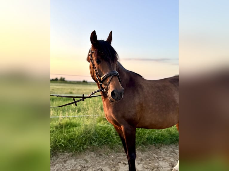 Deutsches Reitpony Stute 14 Jahre 145 cm Brauner in Ro&#xDF;dorf