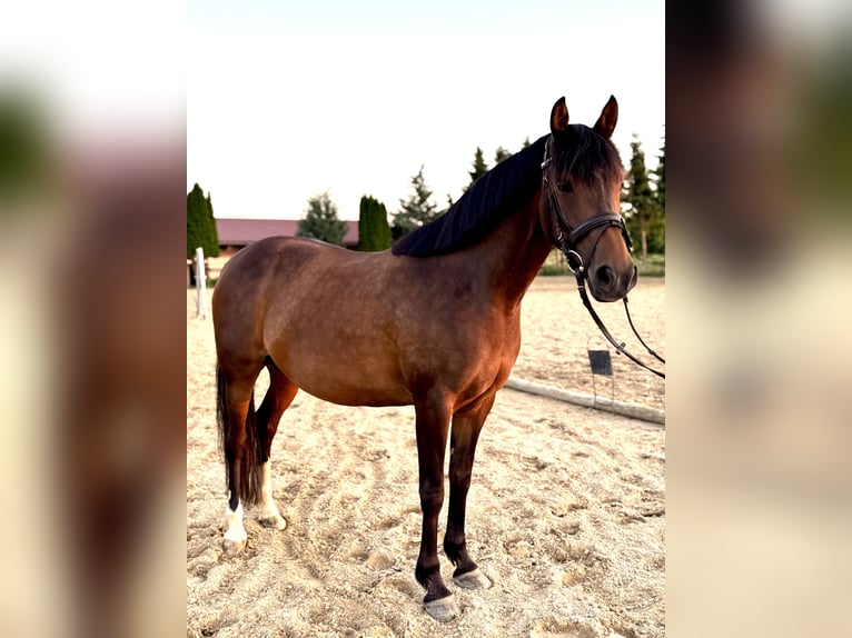 Deutsches Reitpony Stute 14 Jahre 145 cm Brauner in Ro&#xDF;dorf