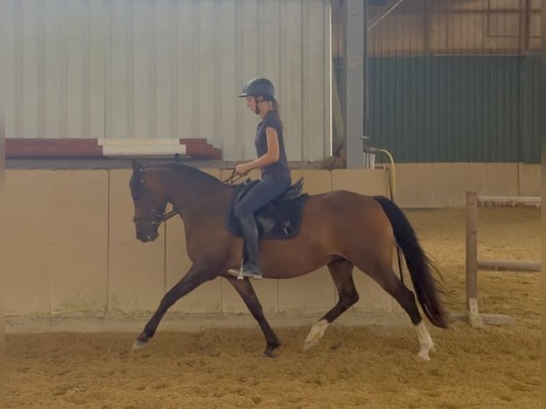 Deutsches Reitpony Stute 14 Jahre 145 cm Brauner in Ro&#xDF;dorf