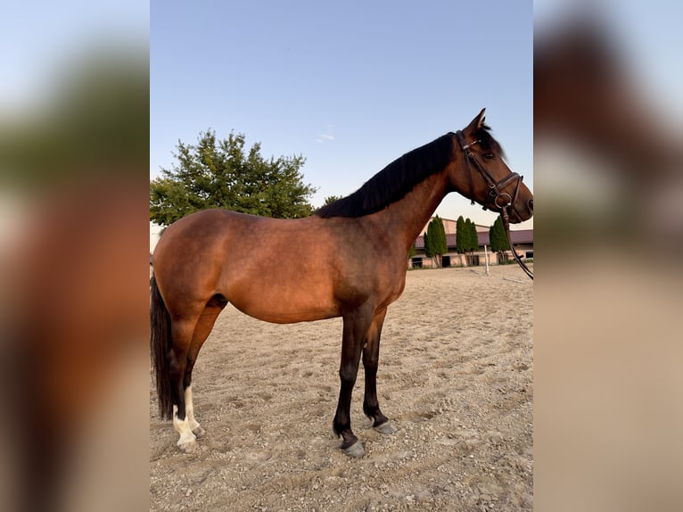 Deutsches Reitpony Stute 14 Jahre 145 cm Brauner in Ro&#xDF;dorf