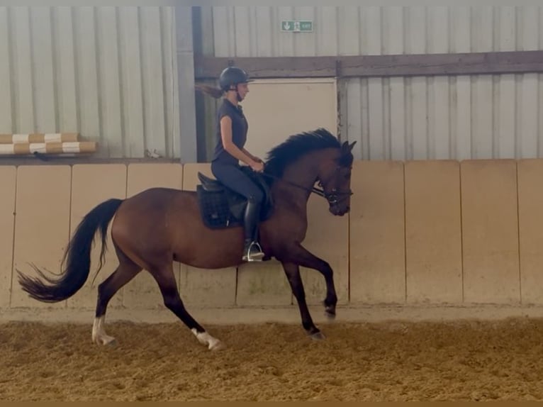 Deutsches Reitpony Stute 14 Jahre 145 cm Brauner in Ro&#xDF;dorf