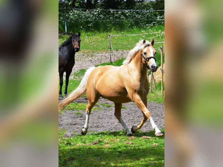 Deutsches Reitpony Stute 14 Jahre 145 cm Palomino in Sjølund