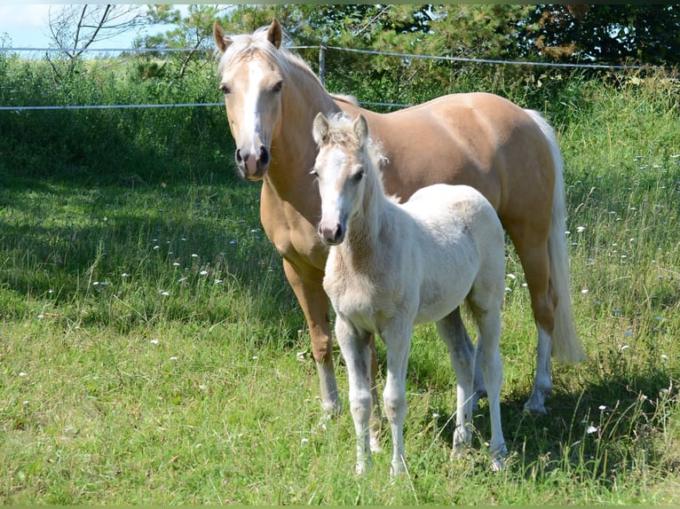 Deutsches Reitpony Stute 14 Jahre 145 cm Palomino in Sjølund