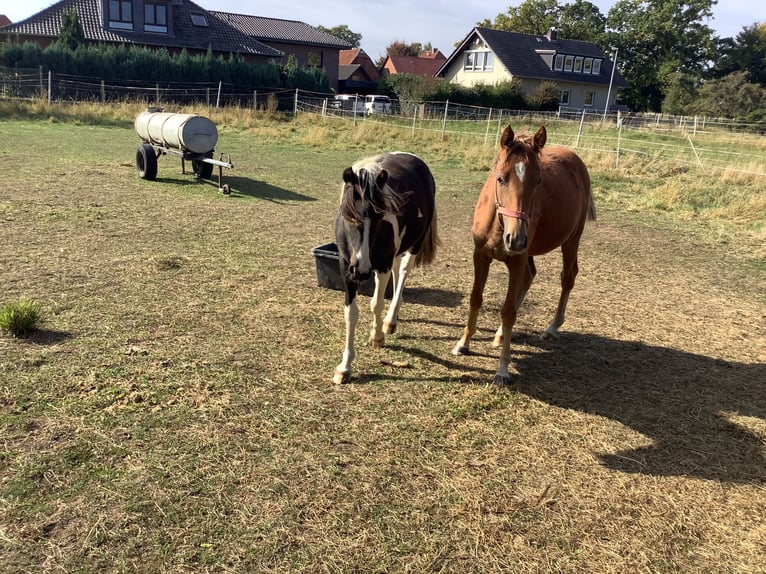 Deutsches Reitpony Stute 14 Jahre 145 cm Schimmel in Schellerten