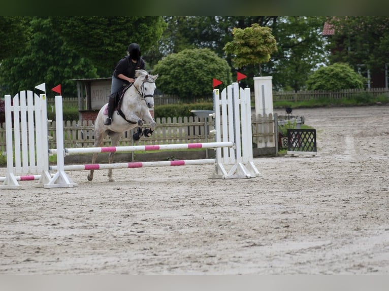 Deutsches Reitpony Stute 14 Jahre 145 cm Schimmel in Friedberg