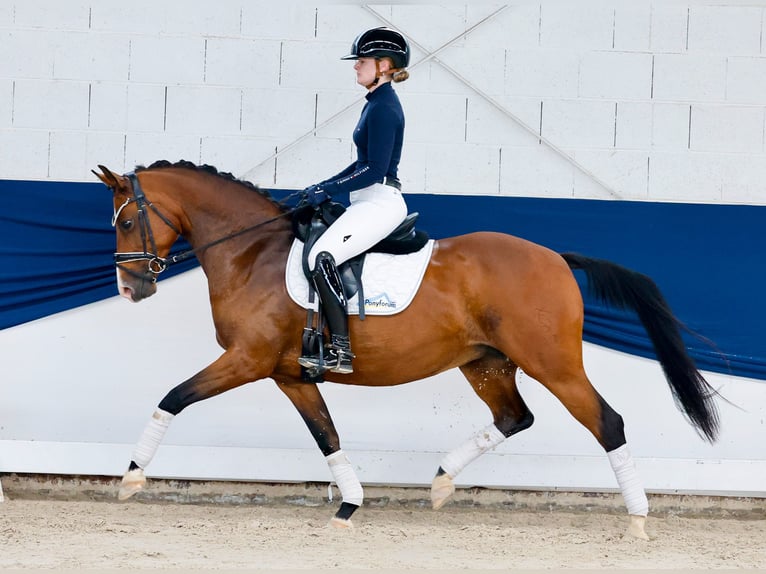 Deutsches Reitpony Stute 14 Jahre 146 cm Brauner in Marsberg