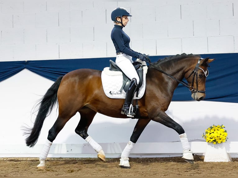 Deutsches Reitpony Stute 14 Jahre 146 cm Brauner in Marsberg