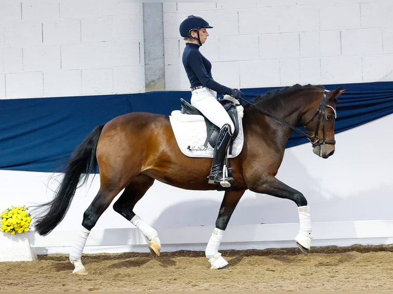 Deutsches Reitpony Stute 14 Jahre 146 cm Brauner in Marsberg