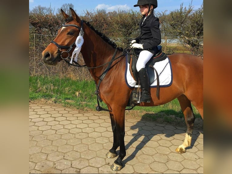 Deutsches Reitpony Stute 14 Jahre 146 cm Brauner in Vechta