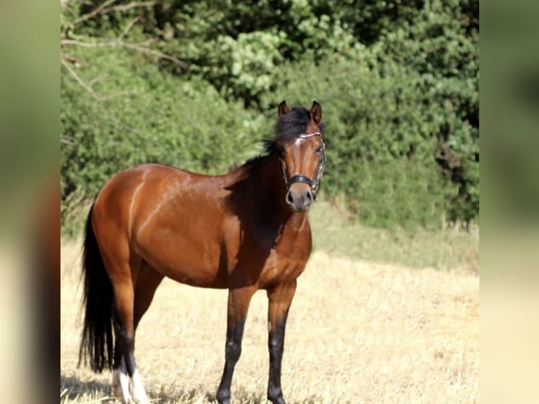 Deutsches Reitpony Stute 14 Jahre 146 cm Brauner in Vechta